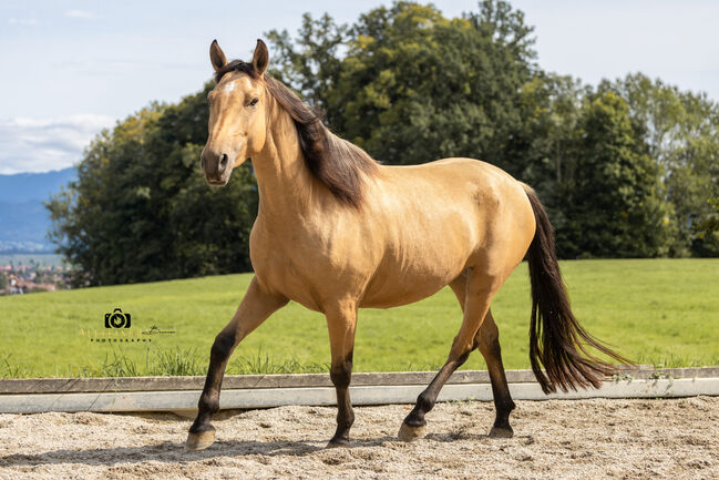 Martini von Steinreb - Spanisches Sportpferd, Stute, 4.5 Jahre, Buckskin (Falbe), WOW Pferd  (WOW Pferd), Konie na sprzedaż, Bayern - Attenkirchen, Image 4