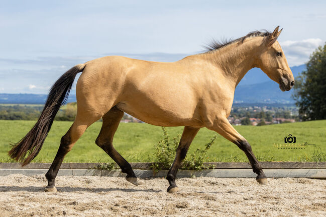 Martini von Steinreb - Spanisches Sportpferd, Stute, 4.5 Jahre, Buckskin (Falbe), WOW Pferd  (WOW Pferd), Konie na sprzedaż, Bayern - Attenkirchen, Image 3