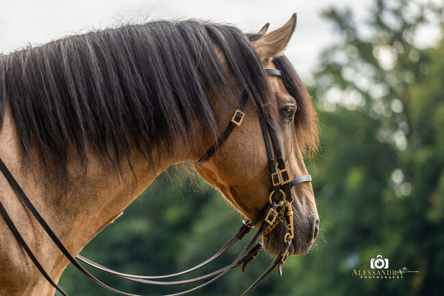 Martini von Steinreb - Spanisches Sportpferd, Stute, 4.5 Jahre, Buckskin (Falbe), WOW Pferd  (WOW Pferd), Konie na sprzedaż, Bayern - Attenkirchen, Image 6