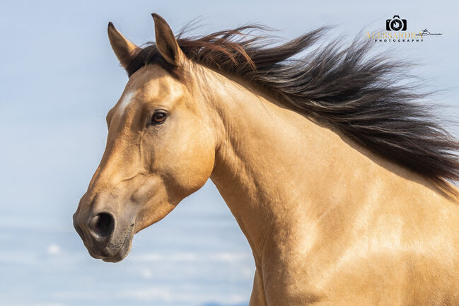 Martini von Steinreb - Spanisches Sportpferd, Stute, 5 Jahre, Buckskin (Falbe), WOW Pferd  (WOW Pferd), Konie na sprzedaż, Bayern - Attenkirchen