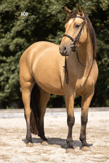 Martini von Steinreb - Spanisches Sportpferd, Stute, 4.5 Jahre, Buckskin (Falbe), WOW Pferd  (WOW Pferd), Horses For Sale, Bayern - Attenkirchen, Image 2
