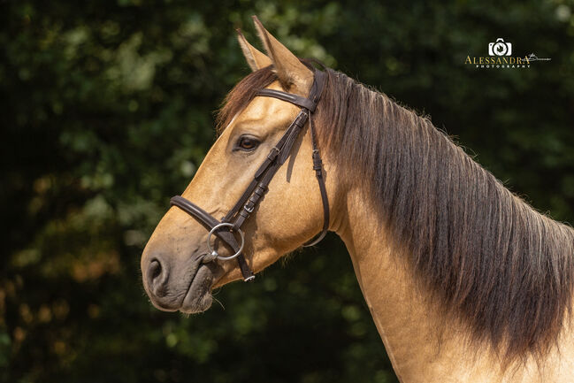 Martini von Steinreb - Spanisches Sportpferd, Stute, 4.5 Jahre, Buckskin (Falbe), WOW Pferd  (WOW Pferd), Horses For Sale, Bayern - Attenkirchen, Image 5