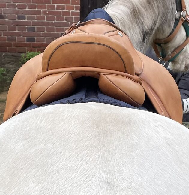 Massimo Dressur Sattel 17zoll französische Polster, Massimo, Denise, Dressage Saddle, Heiden, Image 4