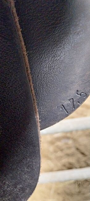 Massimo Son II, KW 36, 17,5 Zoll, Massimo  Son II, Ines, All Purpose Saddle, Lentföhrden, Image 5