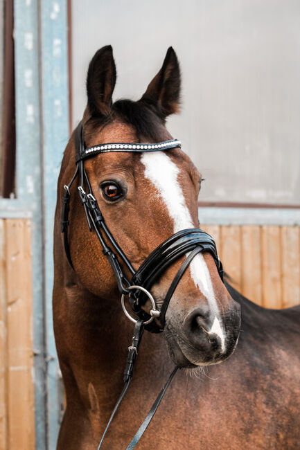 Lehrmeister mit Erfahrung, Tini, Horses For Sale, Landau an der Isar