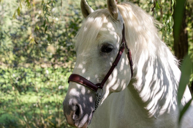 #masterpiece #stallionsensation, WOW Pferd  (WOW Pferd), Horses For Sale, Bayern - Attenkirchen, Image 7