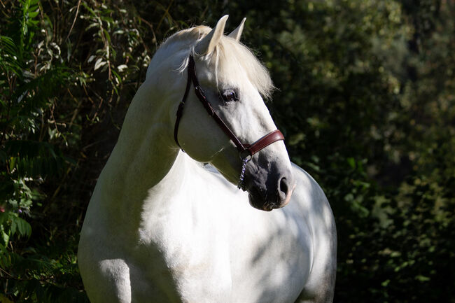 #masterpiece #stallionsensation, WOW Pferd  (WOW Pferd), Horses For Sale, Bayern - Attenkirchen, Image 13