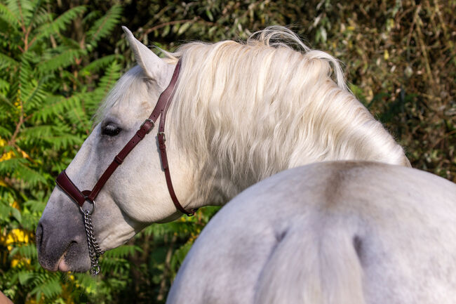 #masterpiece #stallionsensation, WOW Pferd  (WOW Pferd), Horses For Sale, Bayern - Attenkirchen, Image 8