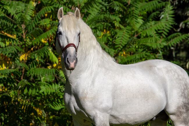 #masterpiece #stallionsensation, WOW Pferd  (WOW Pferd), Horses For Sale, Bayern - Attenkirchen, Image 11