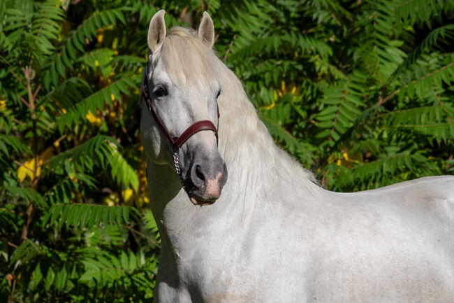 #masterpiece #stallionsensation, WOW Pferd  (WOW Pferd), Horses For Sale, Bayern - Attenkirchen, Image 14