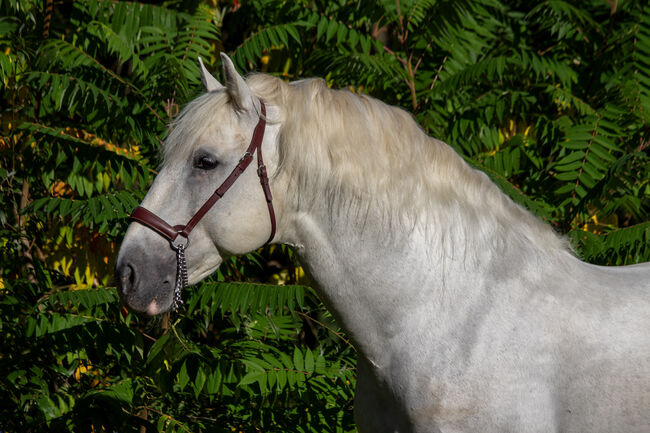 #masterpiece #stallionsensation, WOW Pferd  (WOW Pferd), Konie na sprzedaż, Bayern - Attenkirchen, Image 15