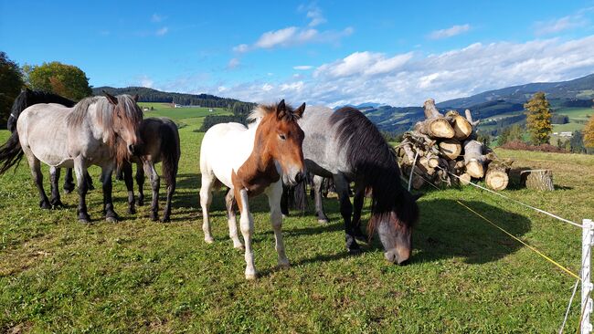 Matello Diamant Hengst / Wallach, Andrea Uckermann, Horses For Sale, Reichenfels