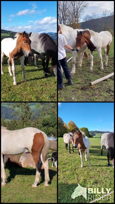 Matello Diamant Hengst / Wallach, Andrea Uckermann, Horses For Sale, Reichenfels, Image 5