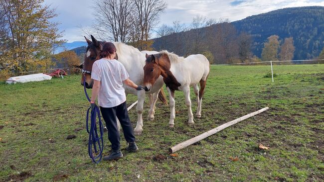 Matello Diamant Hengst / Wallach, Andrea Uckermann, Horses For Sale, Reichenfels, Image 2