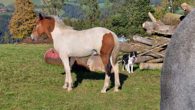 Matello Diamant Hengst / Wallach, Andrea Uckermann, Horses For Sale, Reichenfels, Image 3