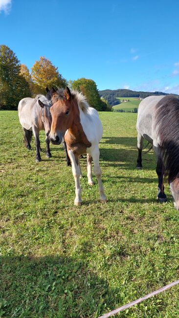 Matello Diamant Hengst / Wallach, Andrea Uckermann, Horses For Sale, Reichenfels, Image 4