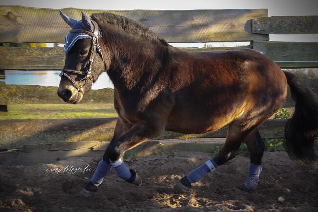 Maxi – ein kleiner Wallach mit großem Herz und viel Potential zum Kinderpony, Katharina Lehmann (Pferdevermittlung Leus), Horses For Sale, Mescherin, Image 4