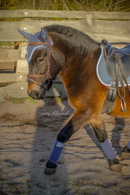 Maxi – ein kleiner Wallach mit großem Herz und viel Potential zum Kinderpony, Katharina Lehmann (Pferdevermittlung Leus), Horses For Sale, Mescherin, Image 2