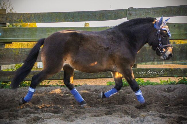 Maxi – ein kleiner Wallach mit großem Herz und viel Potential zum Kinderpony, Katharina Lehmann (Pferdevermittlung Leus), Horses For Sale, Mescherin, Image 3