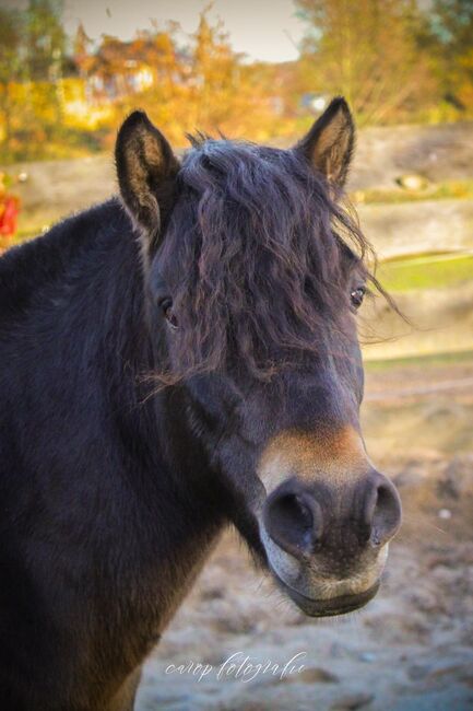 Maxi – ein kleiner Wallach mit großem Herz und viel Potential zum Kinderpony, Katharina Lehmann (Pferdevermittlung Leus), Konie na sprzedaż, Mescherin