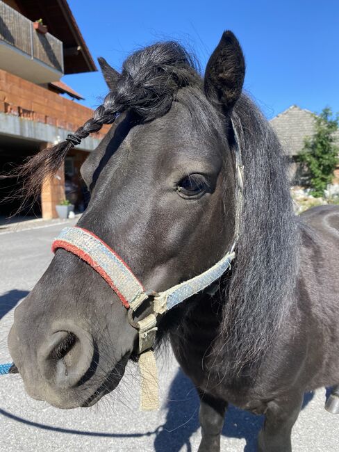 Maxi & Tobi suchen ein neues Zuhause! <3, Birgit Hagn, Horses For Sale, Stroheim, Image 2