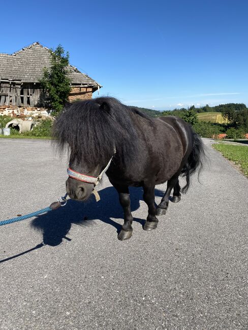 Maxi & Tobi suchen ein neues Zuhause! <3, Birgit Hagn, Pferd kaufen, Stroheim, Abbildung 4