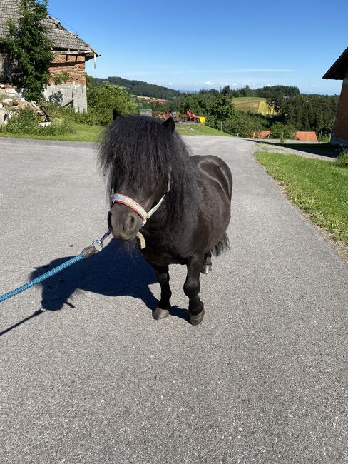 Maxi & Tobi suchen ein neues Zuhause! <3, Birgit Hagn, Pferd kaufen, Stroheim, Abbildung 6