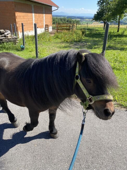 Maxi & Tobi suchen ein neues Zuhause! <3, Birgit Hagn, Pferd kaufen, Stroheim, Abbildung 7