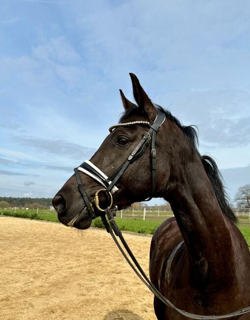 Mecklenburger Rappstute abstammend v. Bernay x Johnson, Pferdevermittlung Leus (Pferdevermittlung Leus ), Horses For Sale, Lüblow