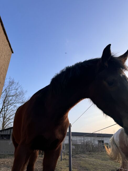 Mecklenburger Stutfohlen, Schmidt, Horses For Sale, Karlsburg, Image 5