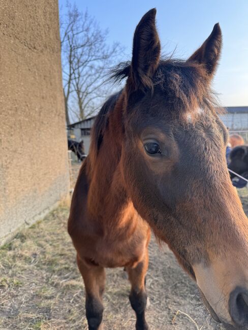 Mecklenburger Stutfohlen, Schmidt, Horses For Sale, Karlsburg, Image 3