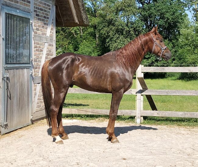 Mecklenburger Warmblut, Katharina, Horses For Sale, Brahlstorf, Image 6