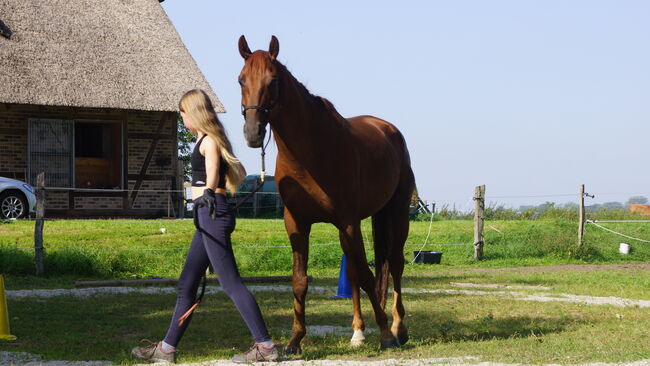 Mecklenburger Warmblut, Katharina, Konie na sprzedaż, Brahlstorf, Image 4