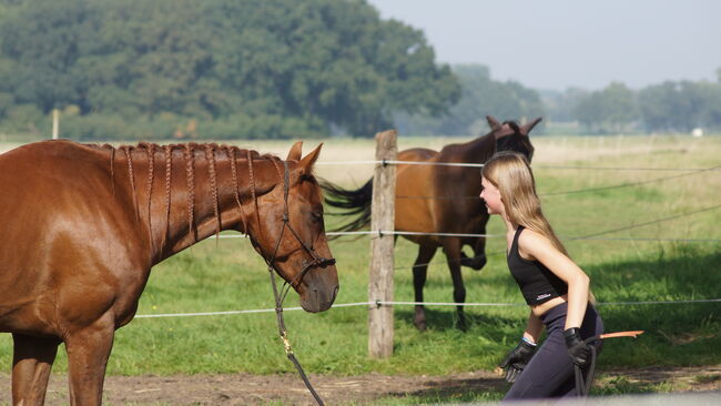 Mecklenburger Warmblut, Katharina, Horses For Sale, Brahlstorf, Image 6