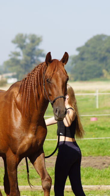 Mecklenburger Warmblut, Katharina, Horses For Sale, Brahlstorf