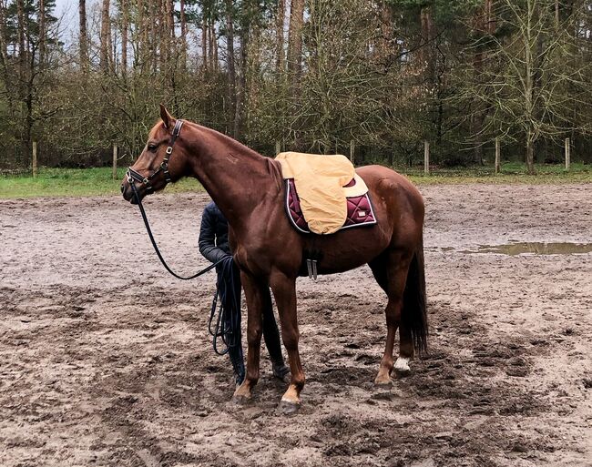 Mecklenburger Warmblut, Katharina, Horses For Sale, Brahlstorf, Image 7