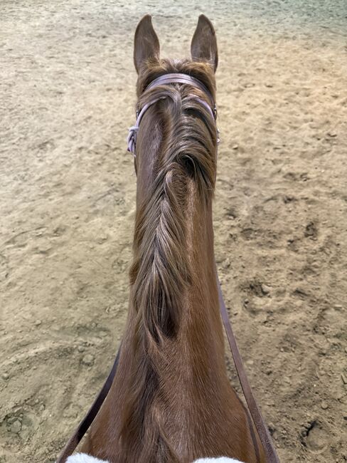 Pflege & Reitbeteiligung - Kostenfrei gegen Mithilfe, Trulala, Horse Sharing, Wolfsburg