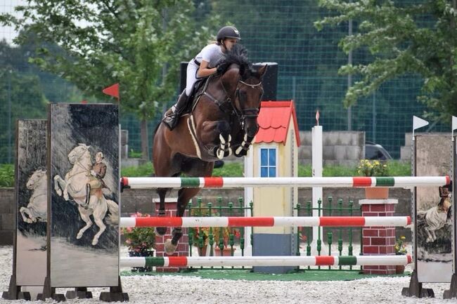 Lehrnmeister suchen ein neues family, Carlo, Horses For Sale, Nickelsdorf, Image 4