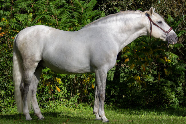 #masterpiece #stallionsensation, WOW Pferd  (WOW Pferd), Horses For Sale, Bayern - Attenkirchen, Image 10