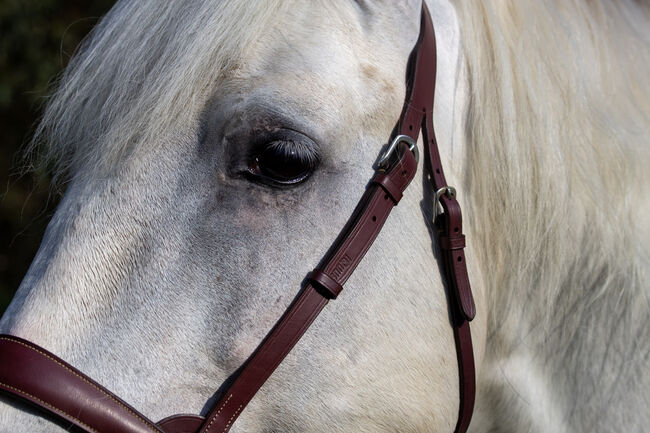 #masterpiece #stallionsensation, WOW Pferd  (WOW Pferd), Horses For Sale, Bayern - Attenkirchen, Image 6