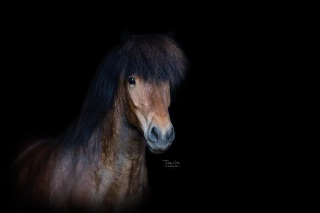 Mega lässige Islandstute, Gabi Lebüchner, Horses For Sale, Sonnenbühl