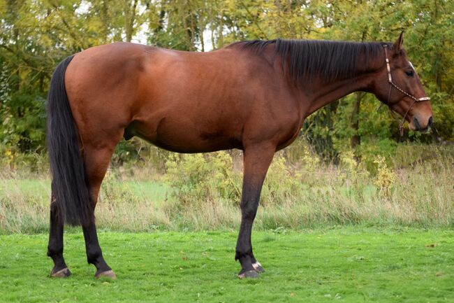 mega cooler Warmblut Mix Wallach, Kerstin Rehbehn (Pferdemarketing Ost), Horses For Sale, Nienburg