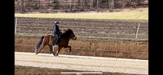 Mega lässige Islandstute, Gabi Lebüchner, Horses For Sale, Sonnenbühl, Image 3
