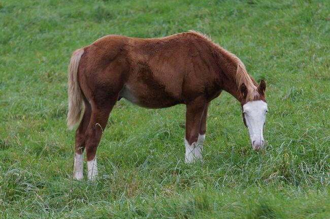 Mega Quarter Horse Fohlen abzugeben, Kerstin Rehbehn (Pferdemarketing Ost), Pferd kaufen, Nienburg, Abbildung 4