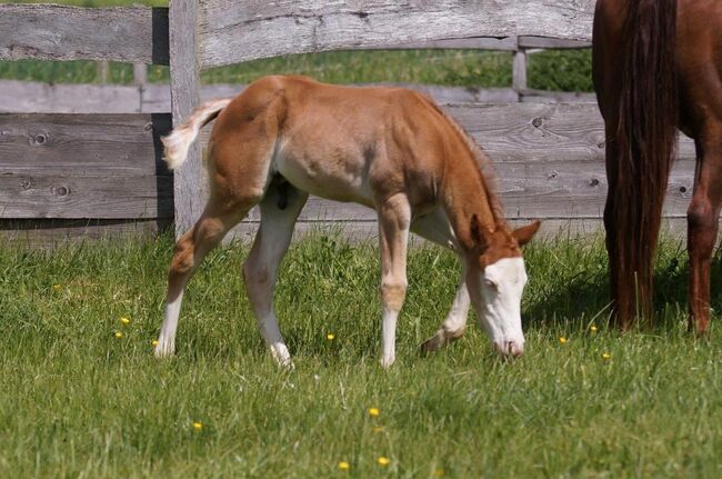 Mega Quarter Horse Fohlen abzugeben, Kerstin Rehbehn (Pferdemarketing Ost), Pferd kaufen, Nienburg, Abbildung 3