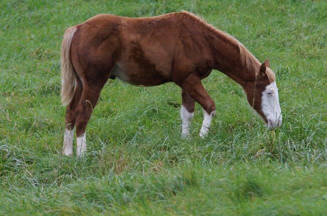 Mega Quarter Horse Fohlen abzugeben, Kerstin Rehbehn (Pferdemarketing Ost), Pferd kaufen, Nienburg, Abbildung 5