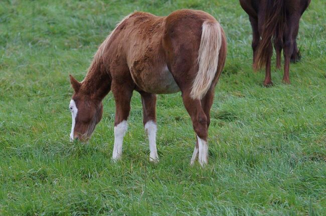 Mega Quarter Horse Fohlen abzugeben, Kerstin Rehbehn (Pferdemarketing Ost), Pferd kaufen, Nienburg, Abbildung 2