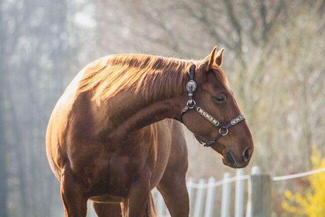 megakräftiger, cooler Quarter Horse Wallach, Kerstin Rehbehn (Pferdemarketing Ost), Konie na sprzedaż, Nienburg, Image 2