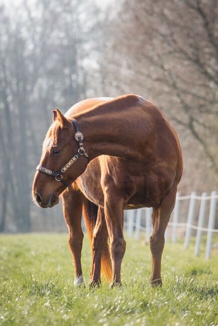 megakräftiger, cooler Quarter Horse Wallach, Kerstin Rehbehn (Pferdemarketing Ost), Horses For Sale, Nienburg, Image 4