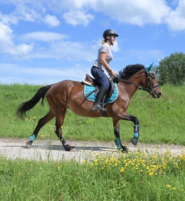 Megabraves junges Traumpferd sucht 5* zu Hause, Alexandra, Horses For Sale, Wald